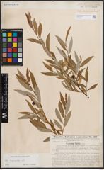 Foto von Salix daphnoides Vill.